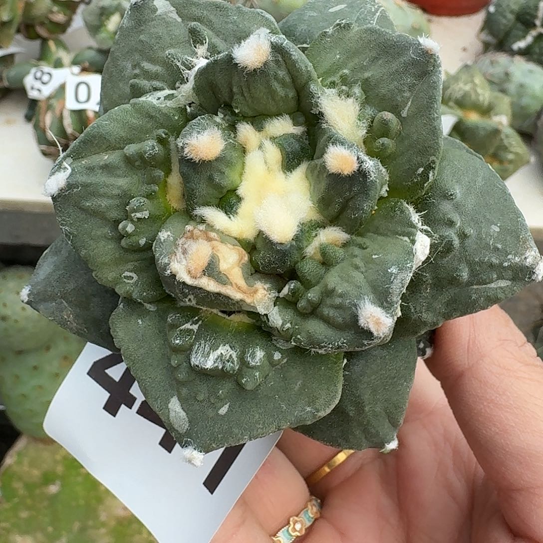 无花朵怒涛牡丹441