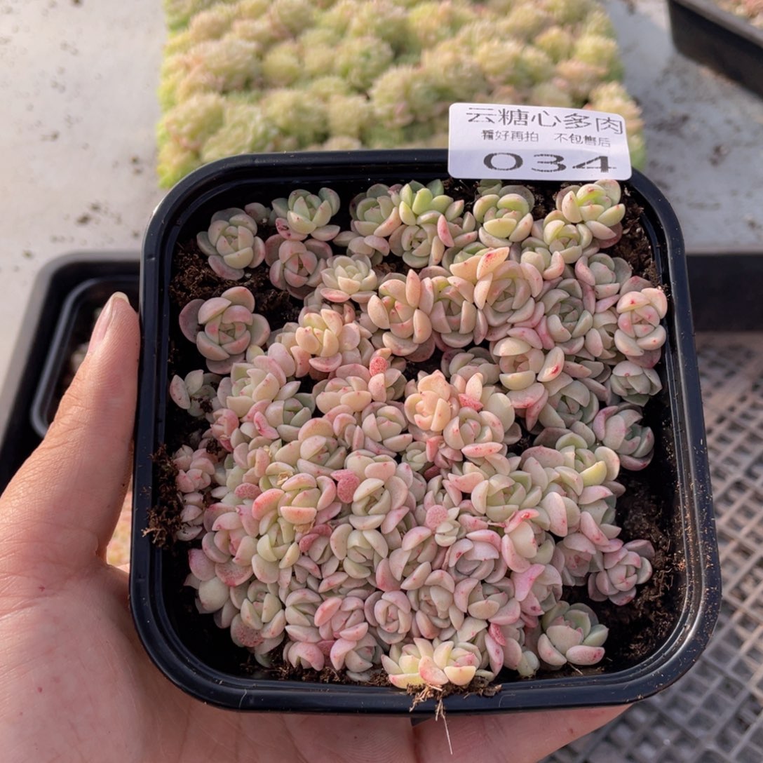 云糖心多肉植物34