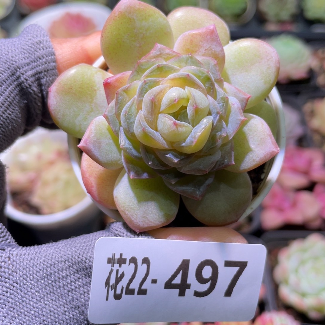 花利美22-497凝玉玫瑰