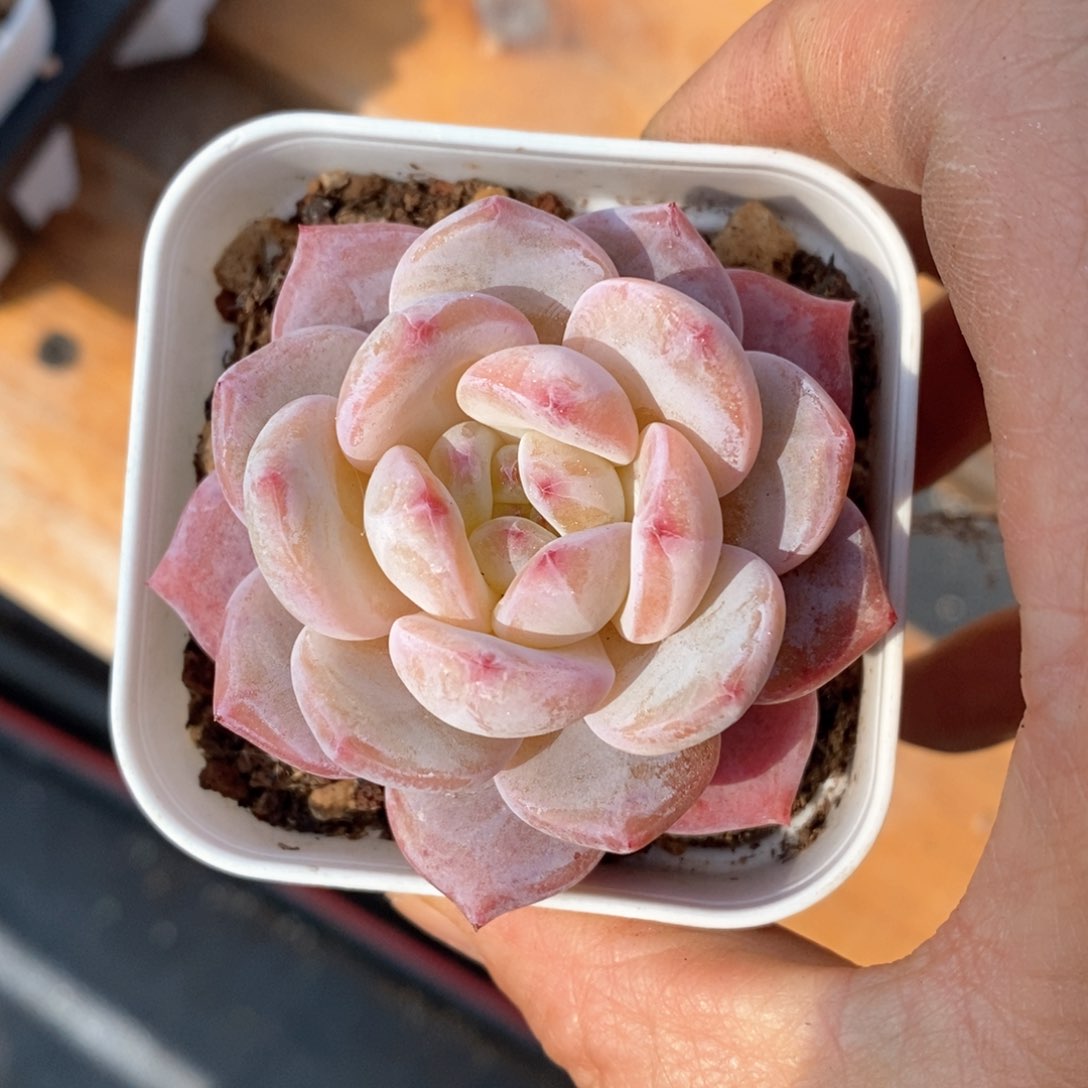 精品多肉一物一拍不包整333