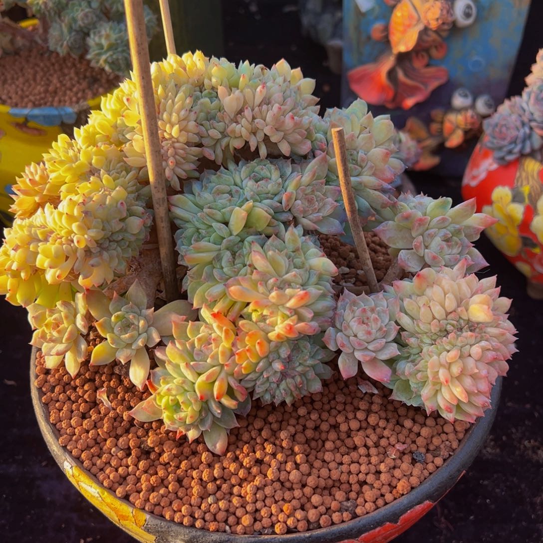 枫叶冰魄缀40朵朵缀