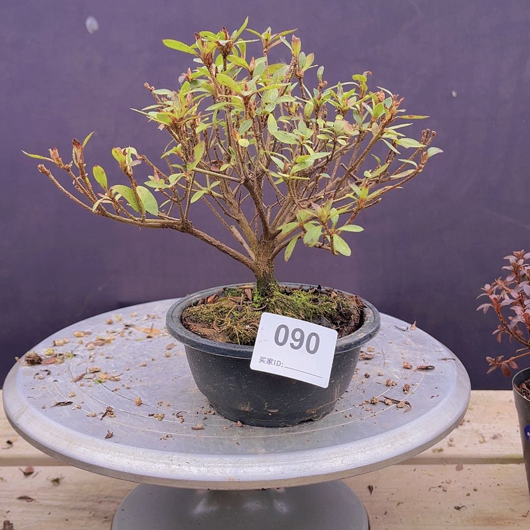 红陶直播时间一直一个