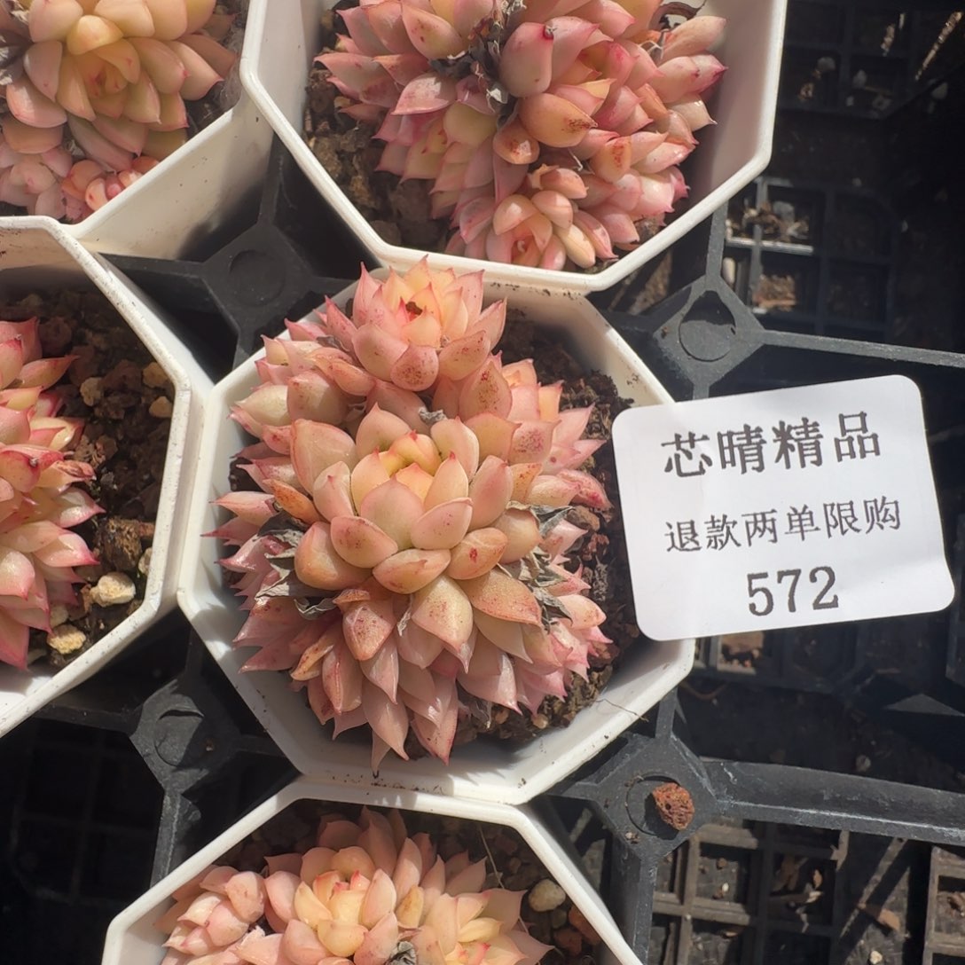 闪购精品多肉572号