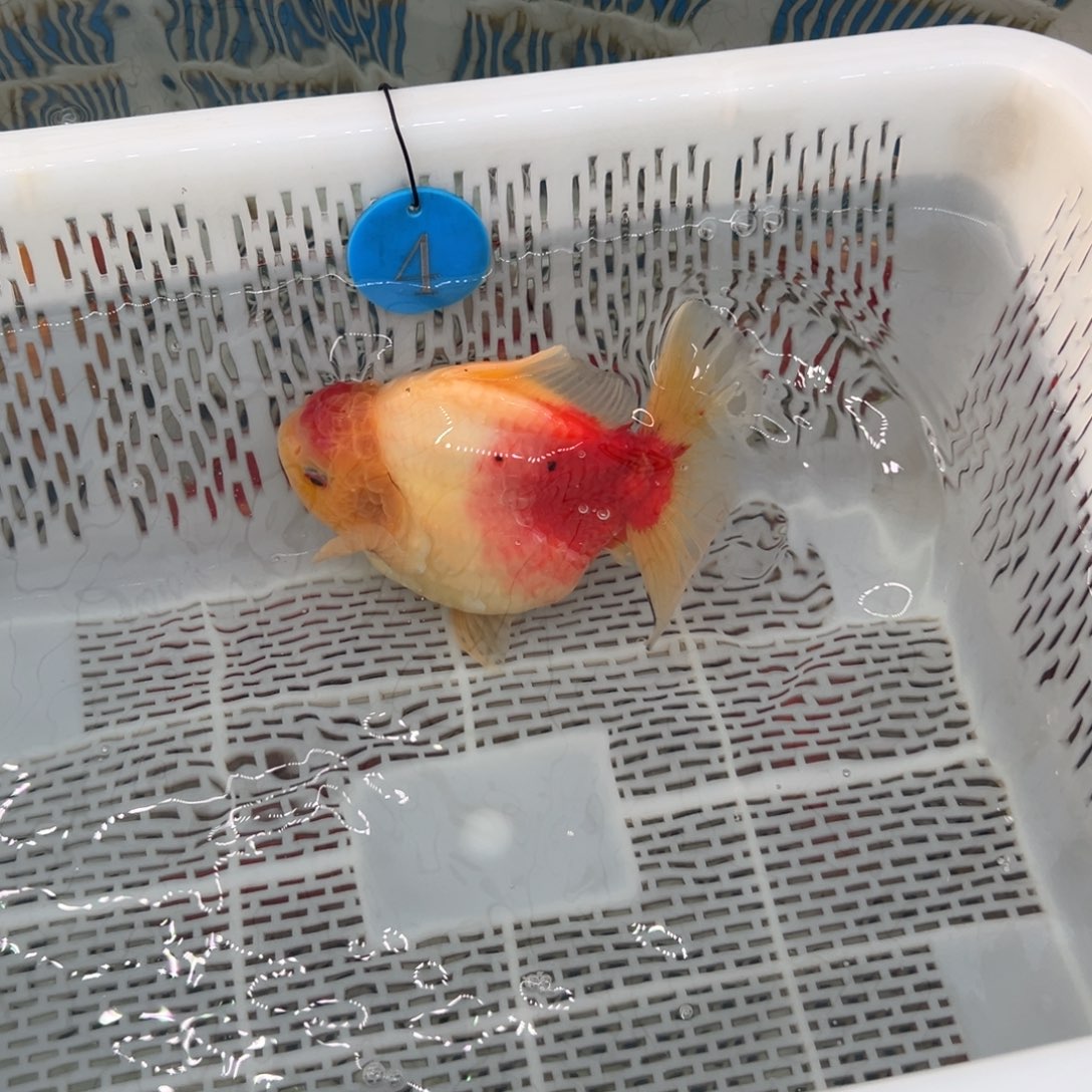 追***人金鱼你好吗我好想