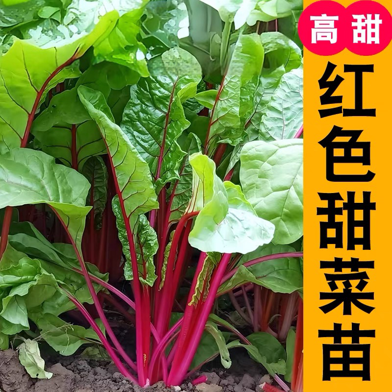 红甜菜苗种子秧苗四季春秋盆栽阳台食用豆腐菜种籽蔬菜苗