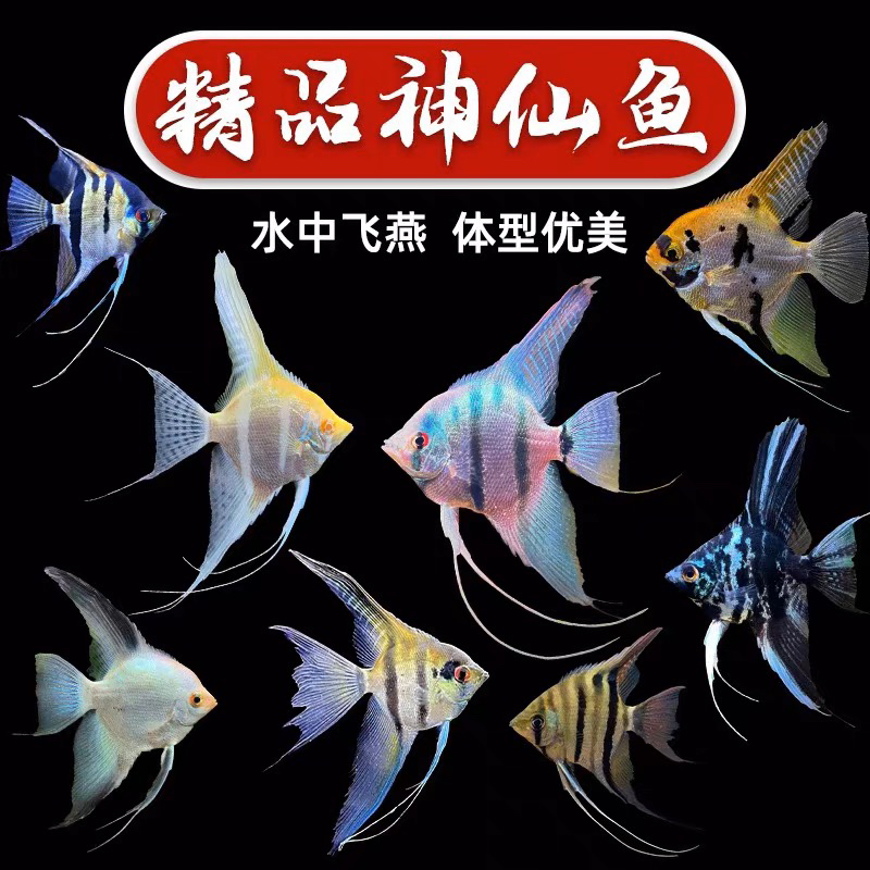 魔门斯卡燕鱼 金顶燕鱼 蓝魔燕鱼 熊猫燕鱼 长鳍那鲁湾热带鱼