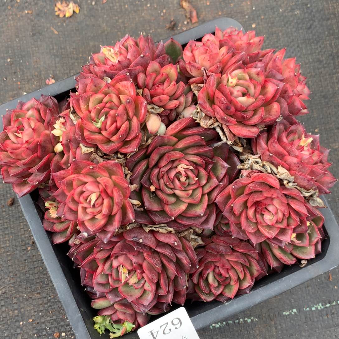 624杂交多肉老桩18冠