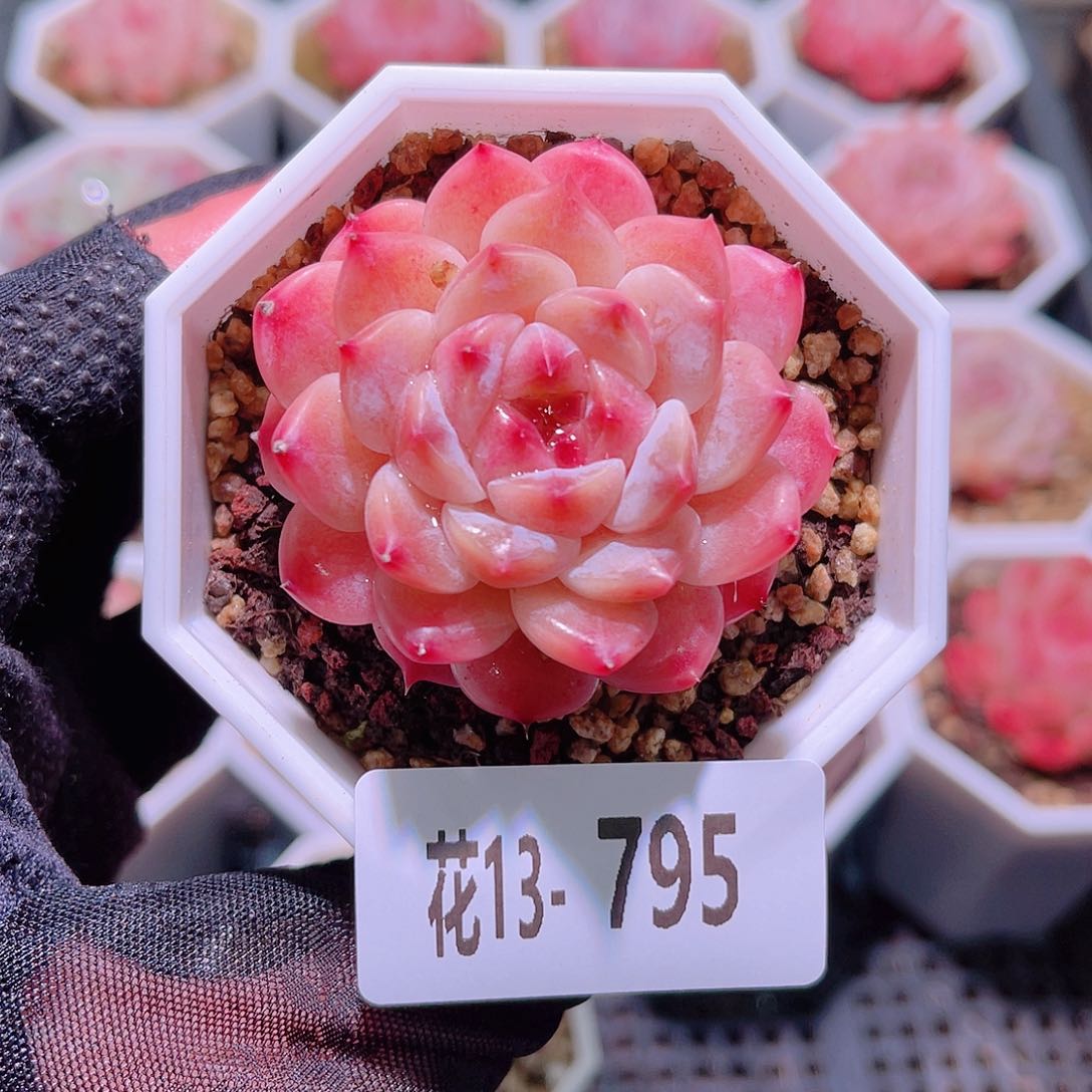 花利美13-795秘境冰魄