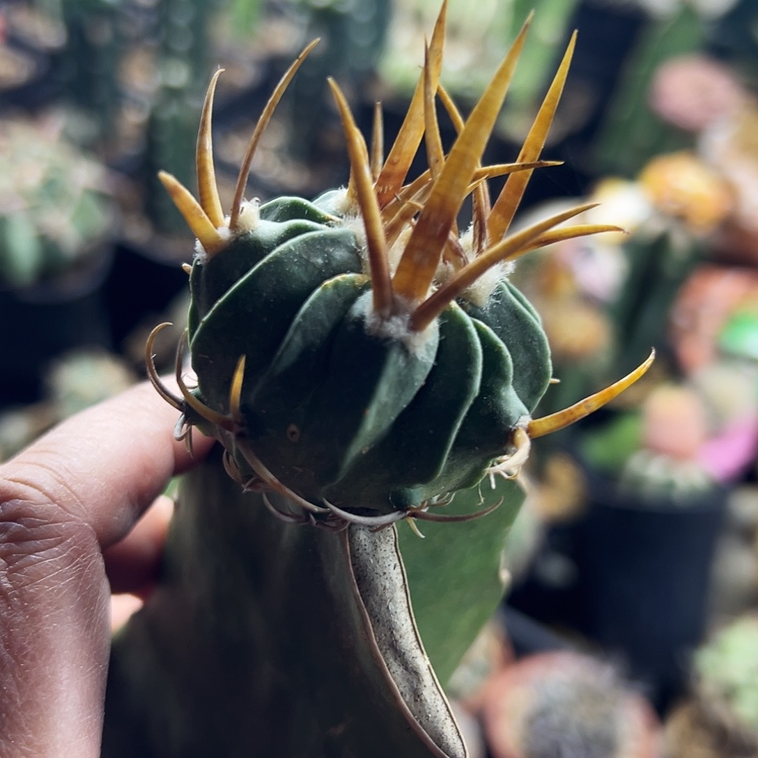 龙剑仙人球1111111111