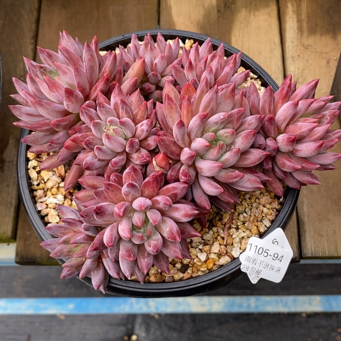 94号多肉大群漂亮