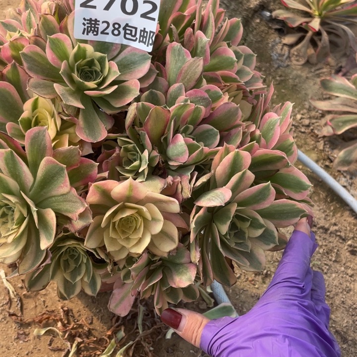 2702白凤丛林二号棚A