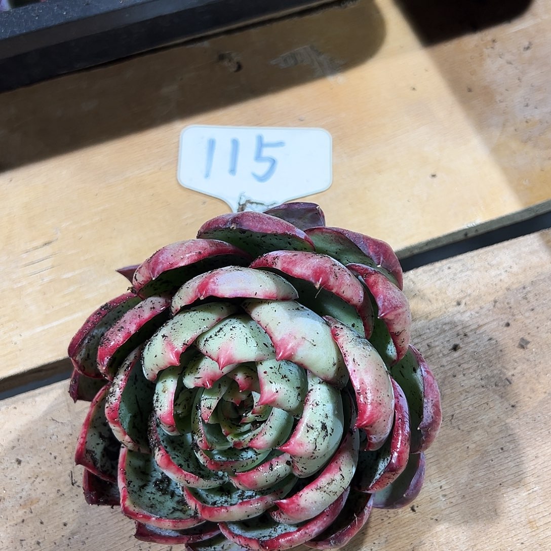 蛋***蛋惊鸿仙子一物一拍115号