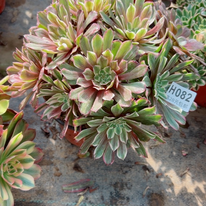 82水墨画多肉植物的生长