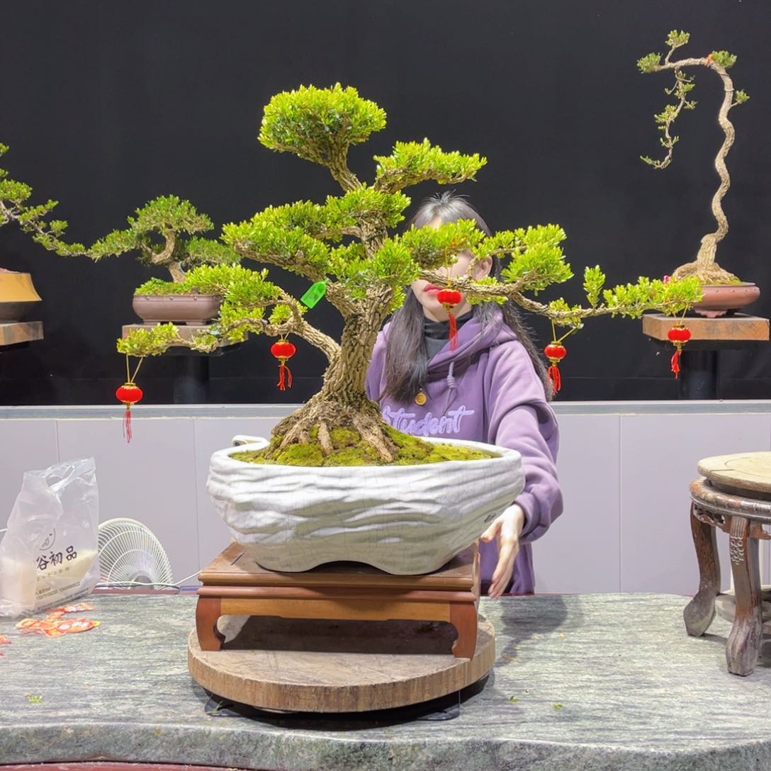 四季常青老桩黄杨盆景