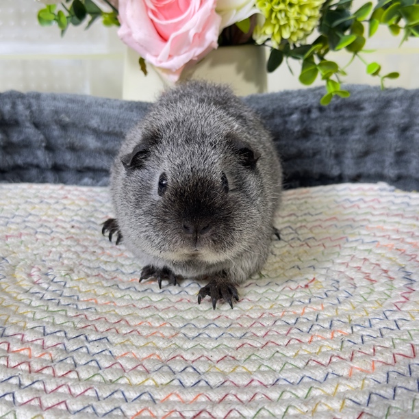 6号豚鼠雕灰泰加品种，2个月妹妹
