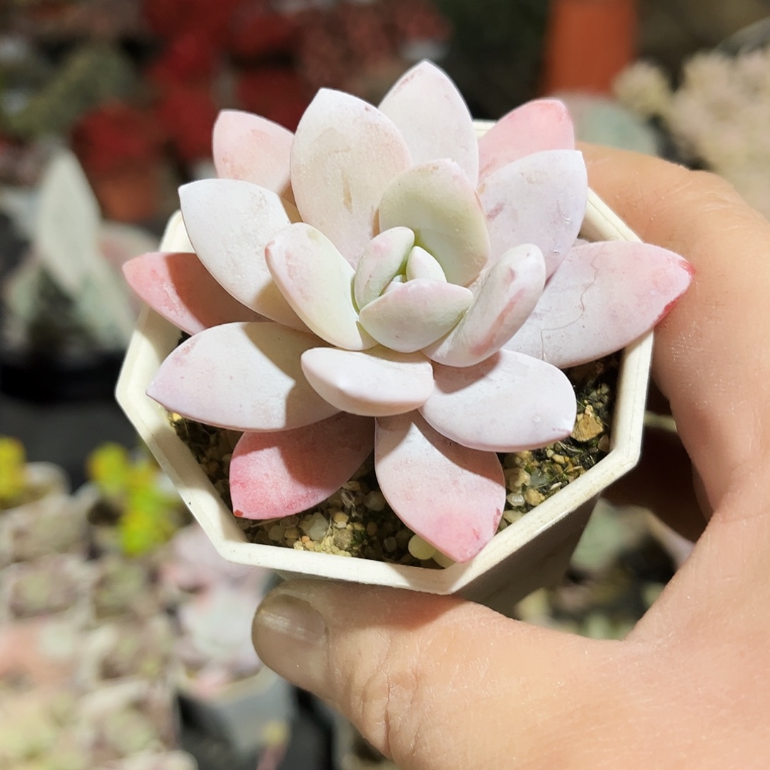 A***妞22多肉植物提取萃取剂