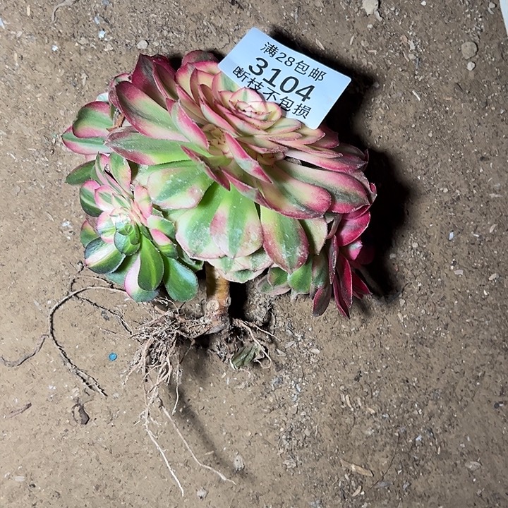 3104荔枝多肉植物