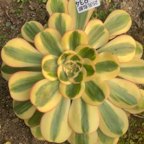 934王妃满25包邮多肉