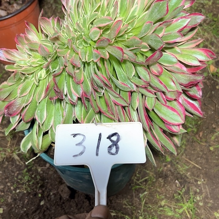 多肉植物缀花法师