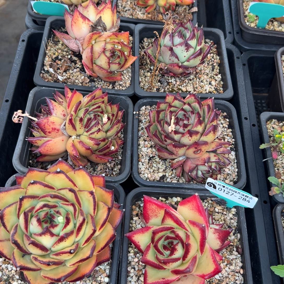 多肉一物一拍0127-284