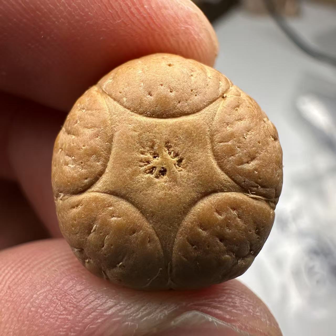 尼泊尔五星菩提，尺寸18，sss系列，货号110