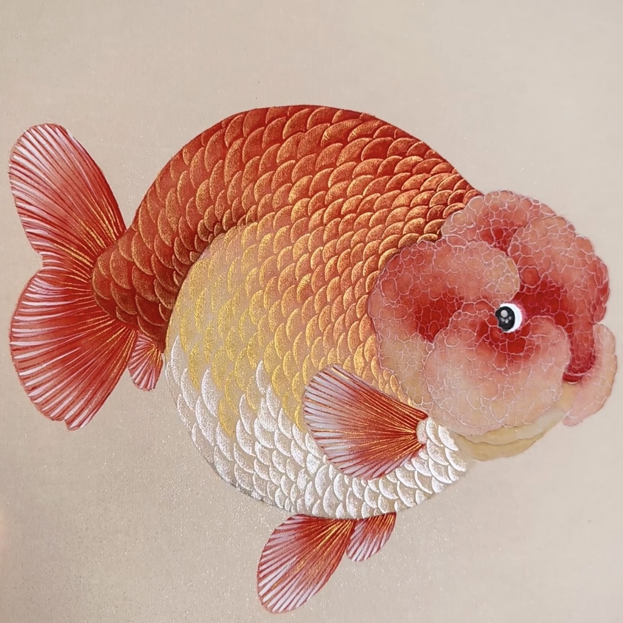 ②直播间专用 活体观赏鱼 精品兰寿