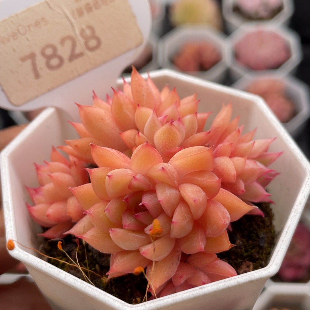 女雏7828-6.0厘米