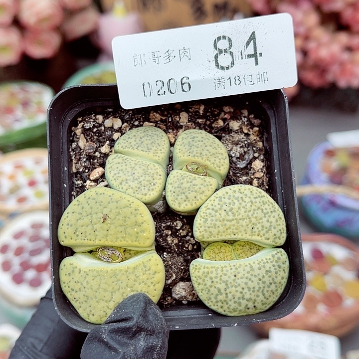 生石花满18包邮6-84