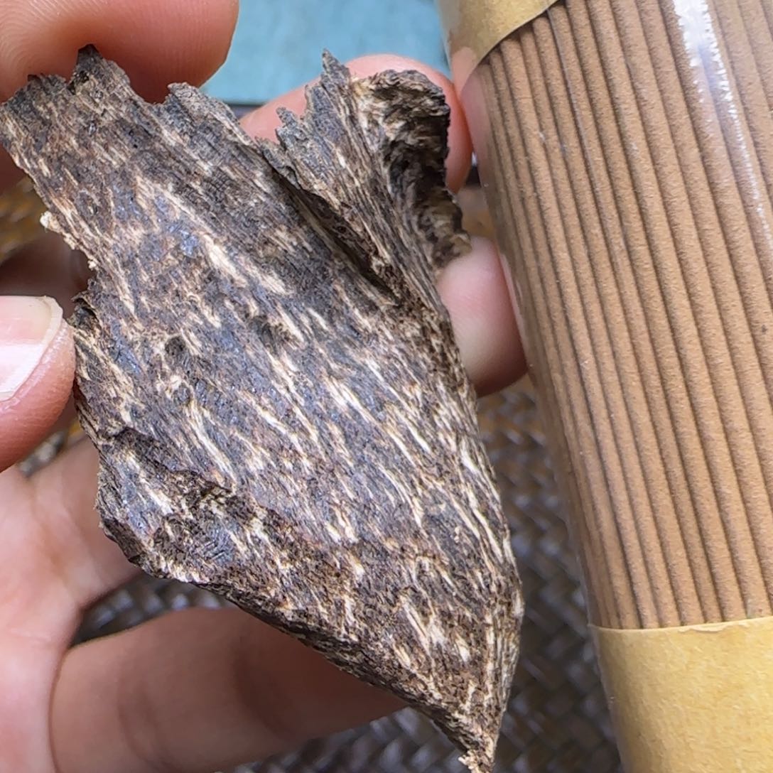 海南鹧鸪斑3.2克重福利