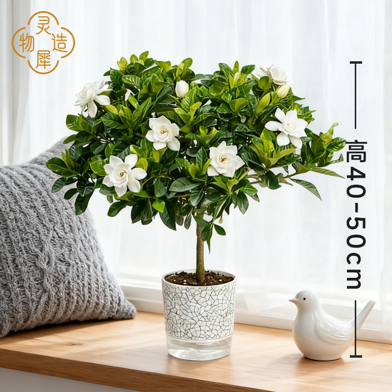 【香水栀子花】大叶栀子花盆栽幼苗花卉浓香型开花芳香阳台好养易活