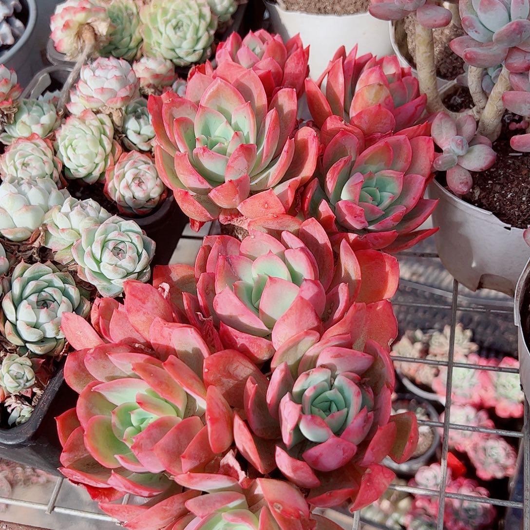 绮罗仙子多头二盆