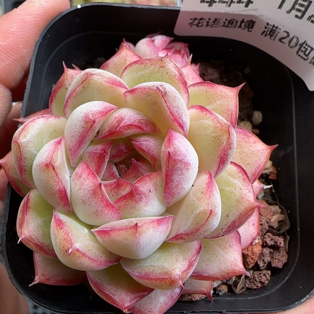 花语逸镜0125-444