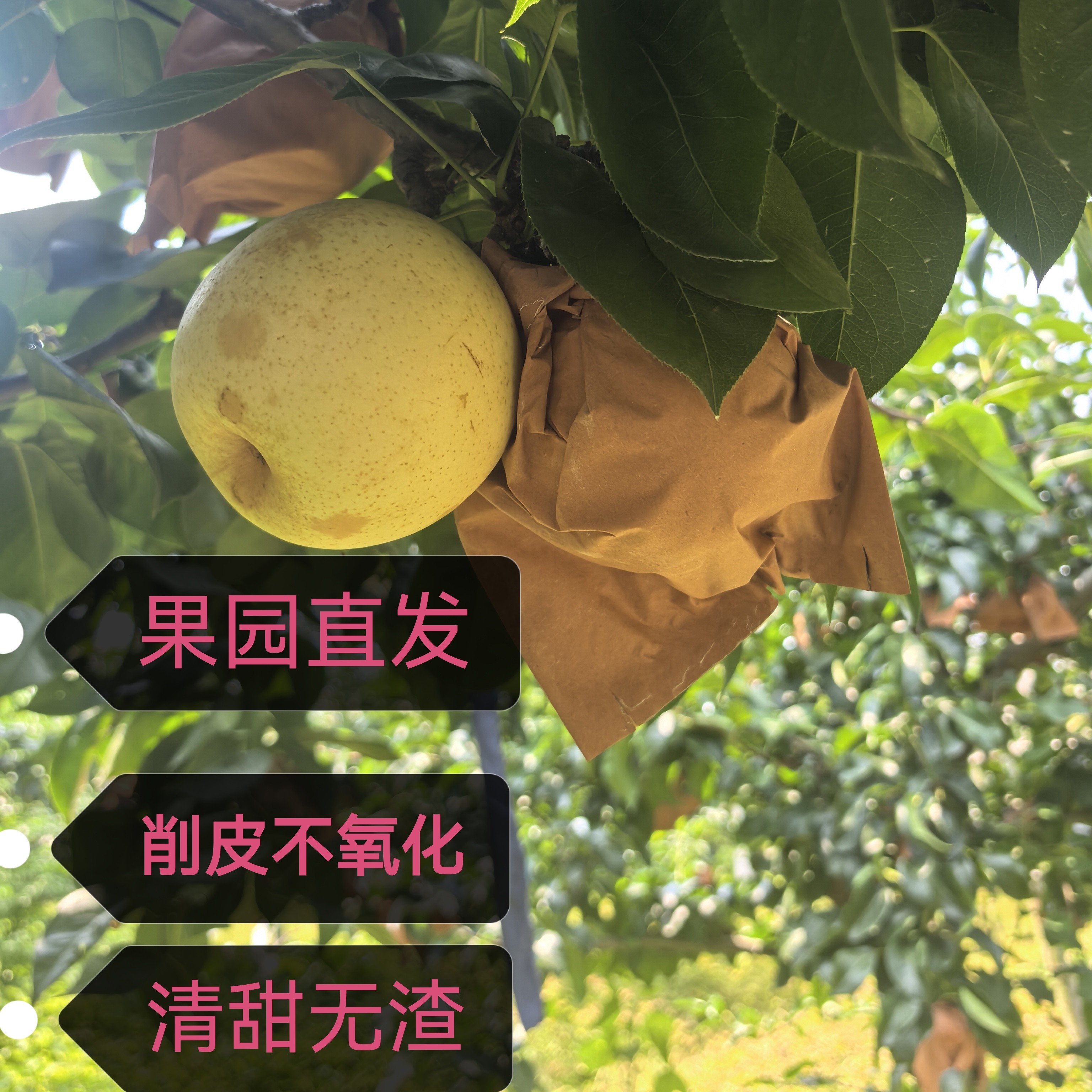 湖北水晶翠冠梨现摘现发我家农场培训精品梨