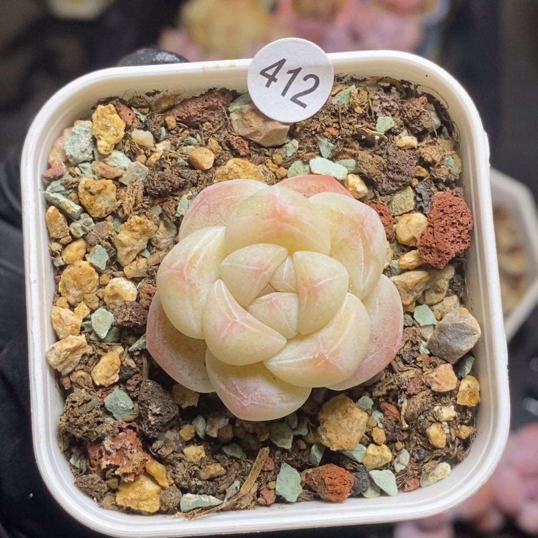 28包邮迷你肉肉MZ412