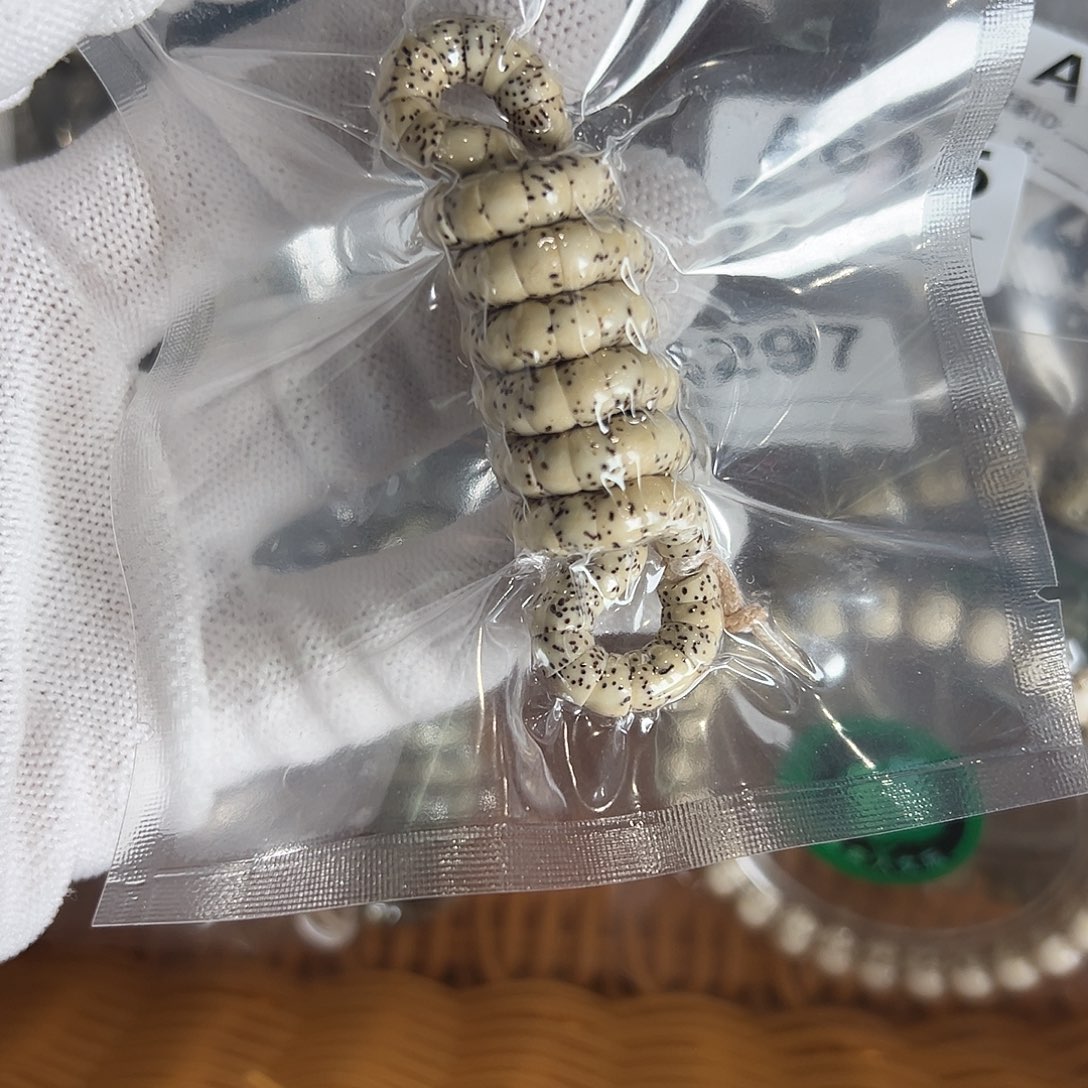 吊坠星月菩提6大肠长串微氧化有连星，386