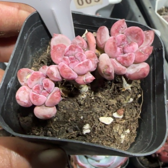 92粉珍妮一物一拍多肉