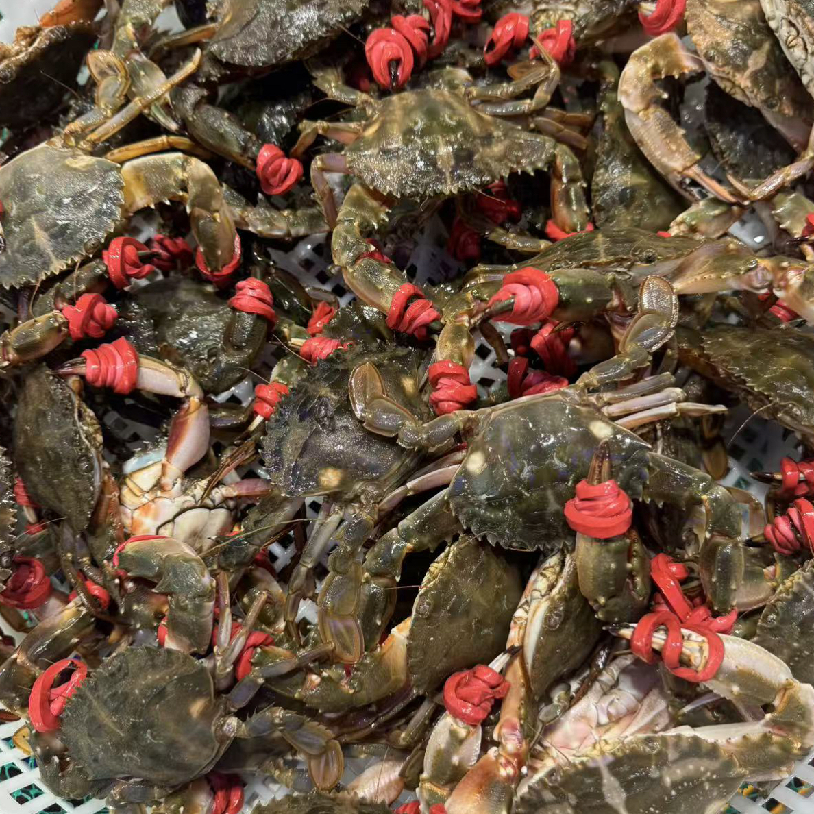 本海花盖蟹 1斤7-9只 3斤起 鲜活顺丰发货 保鲜不包活