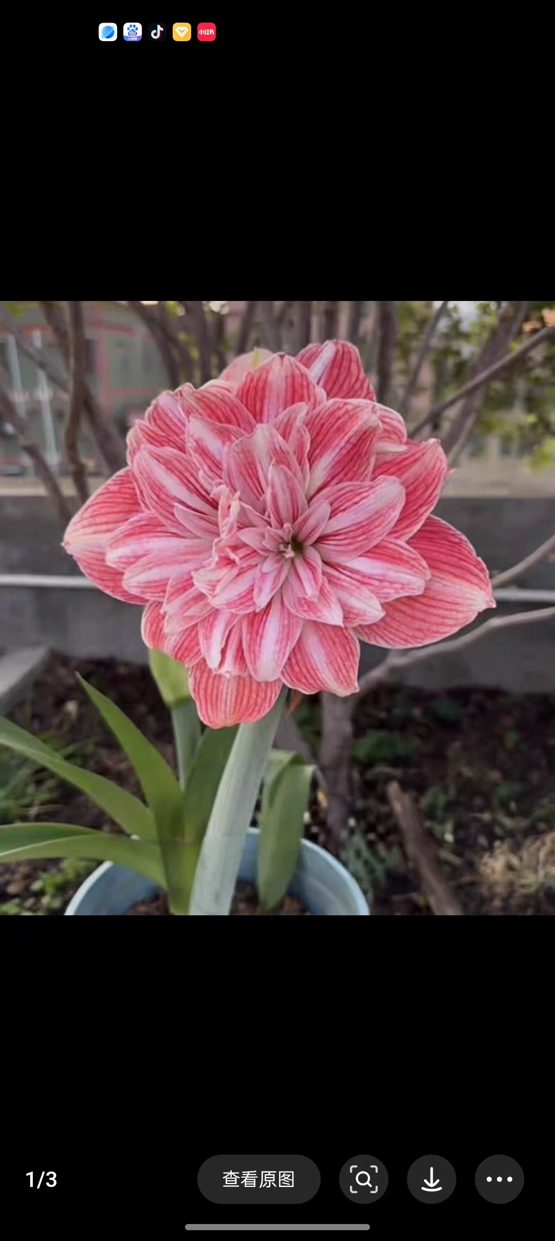 (初见)3+朱顶红花球