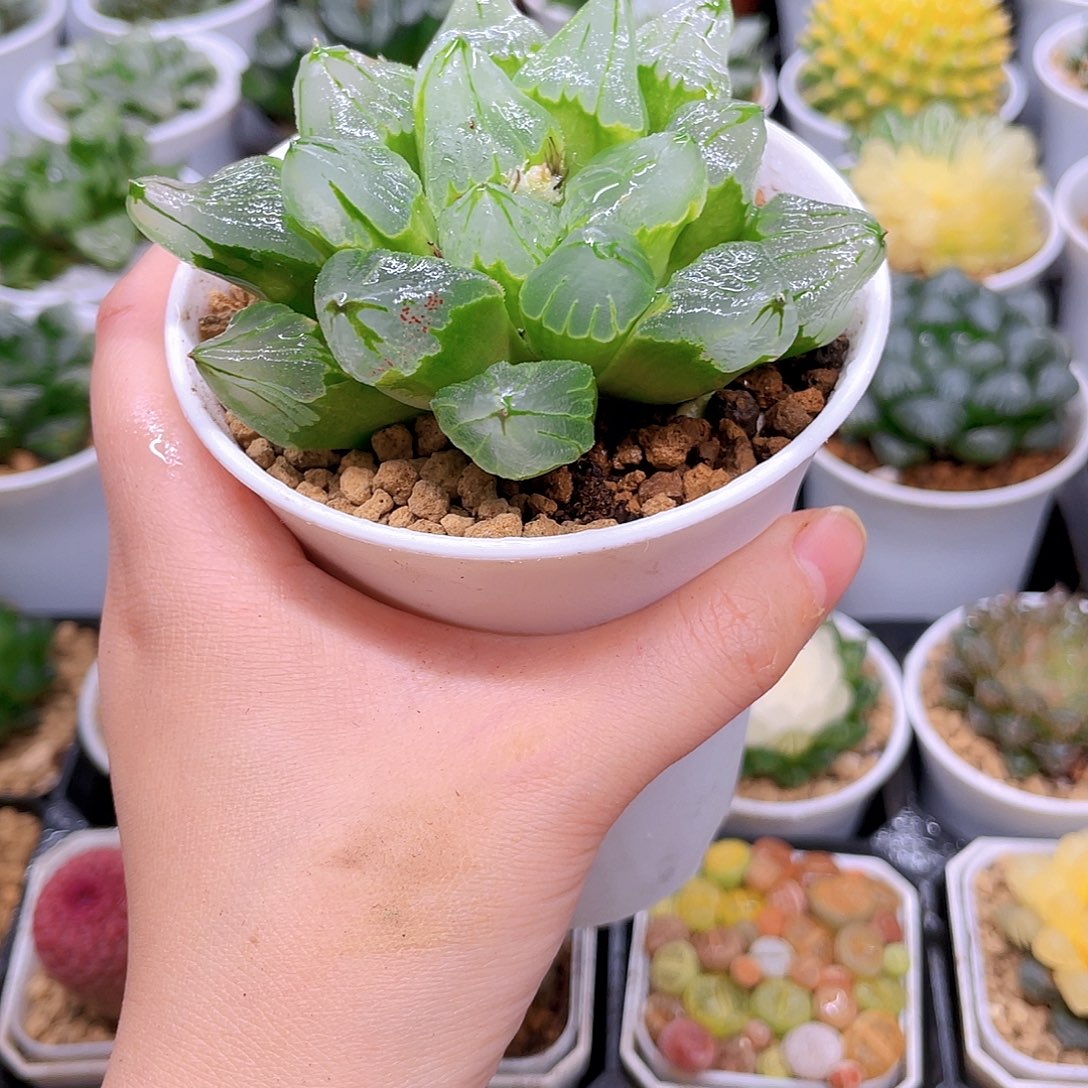 母本冰城寿，原盆