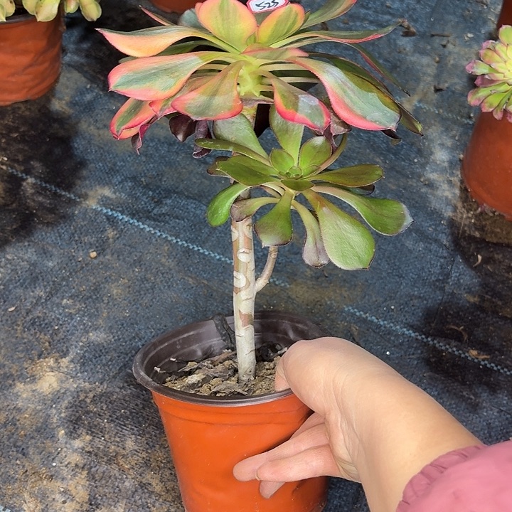 巫毒七彩525多肉植物