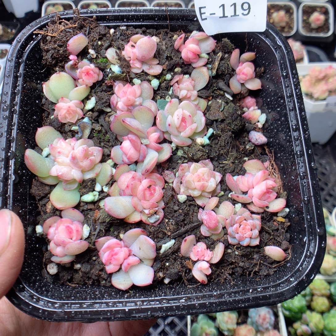 无花朵E119。yyyyyyy