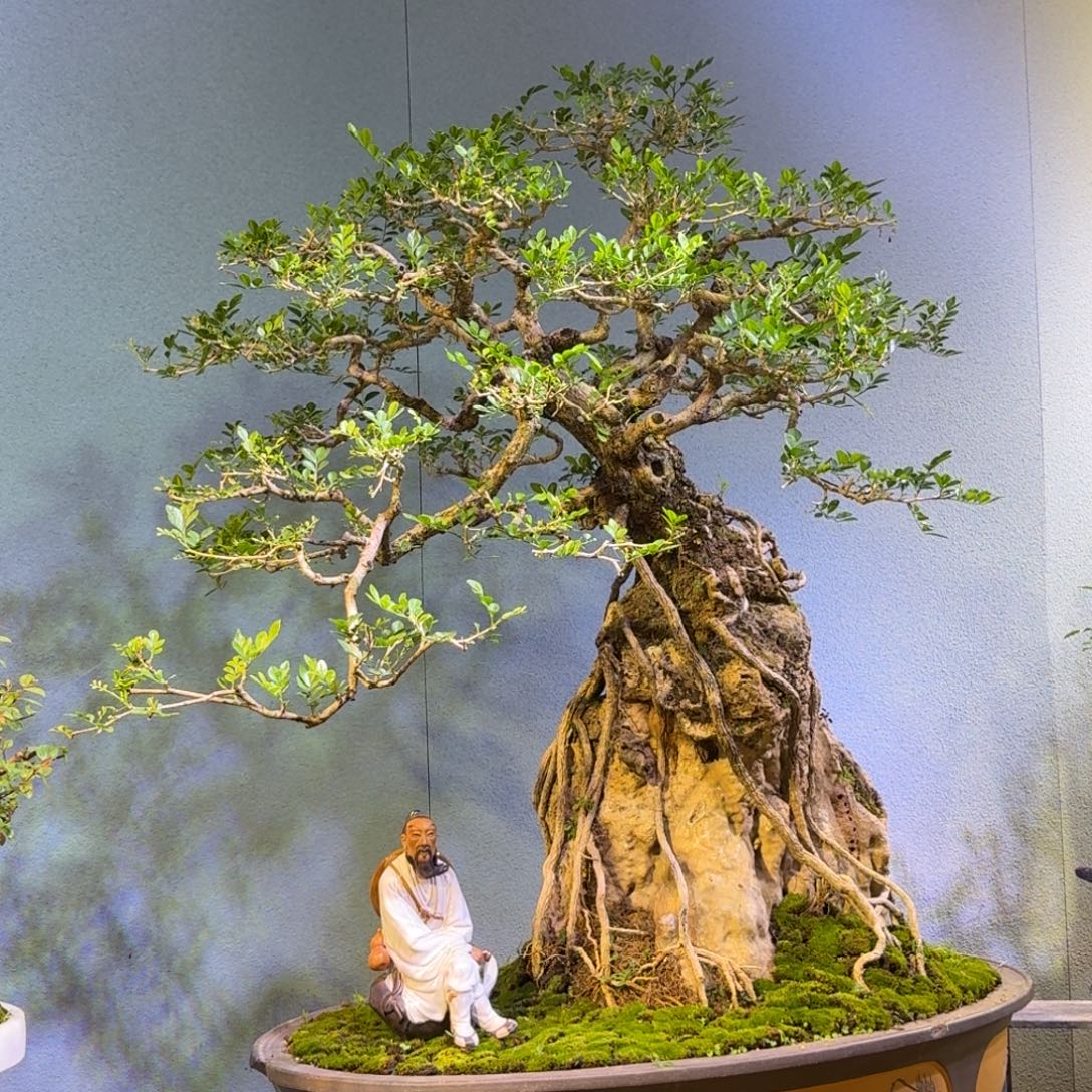 用***0无花朵九里香盆景一物一拍