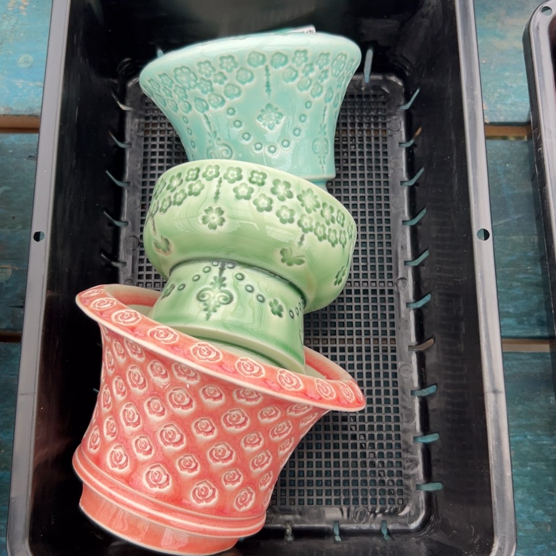 多肉精选编号0116.185