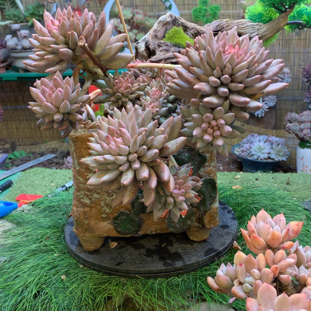 楠****?男多肉多肉多肉