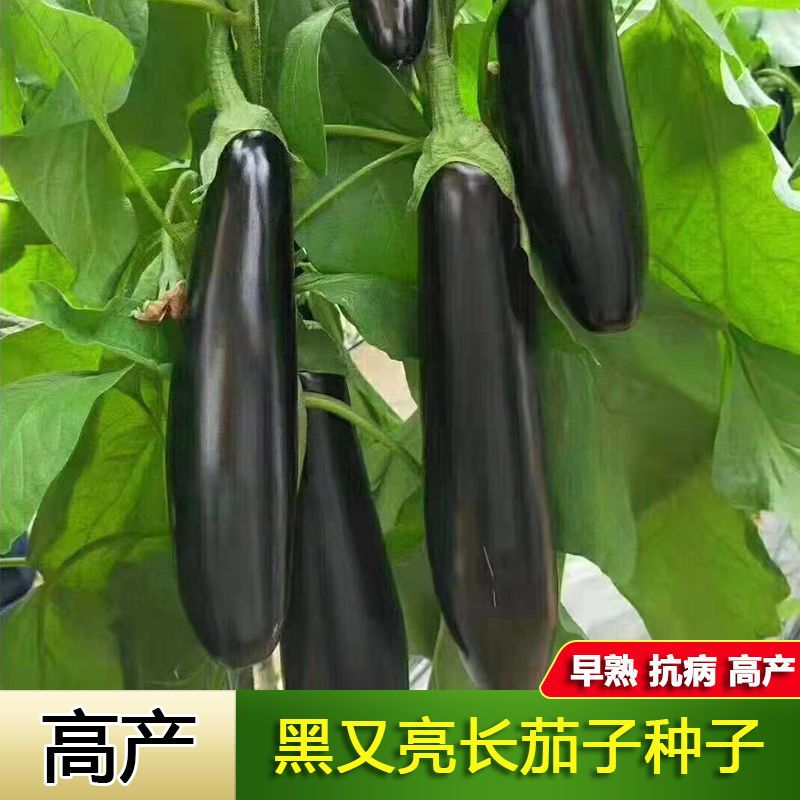 【全店满5元包邮】高产黑又亮长茄种子蔬菜种子大田盆栽庭院四季播