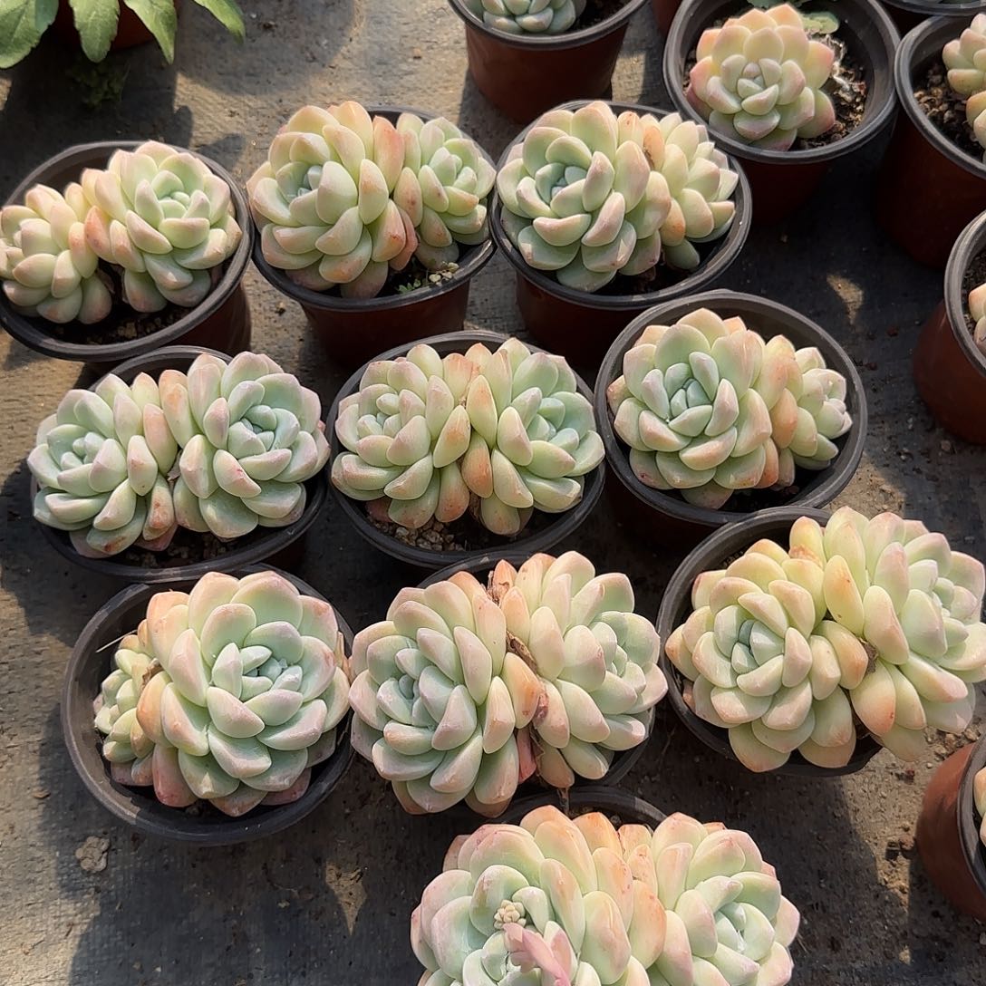 奶油冰玉双头十棵包邮