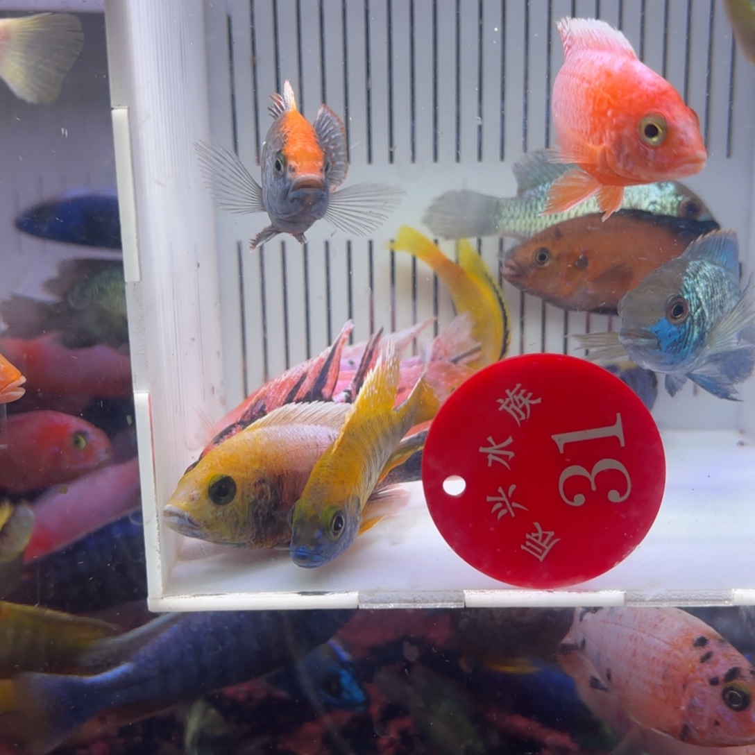 慈鲷鱼直播31号12条其中备损2条