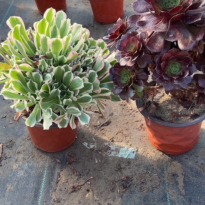 袁***喜不包侧枝一物一拍17