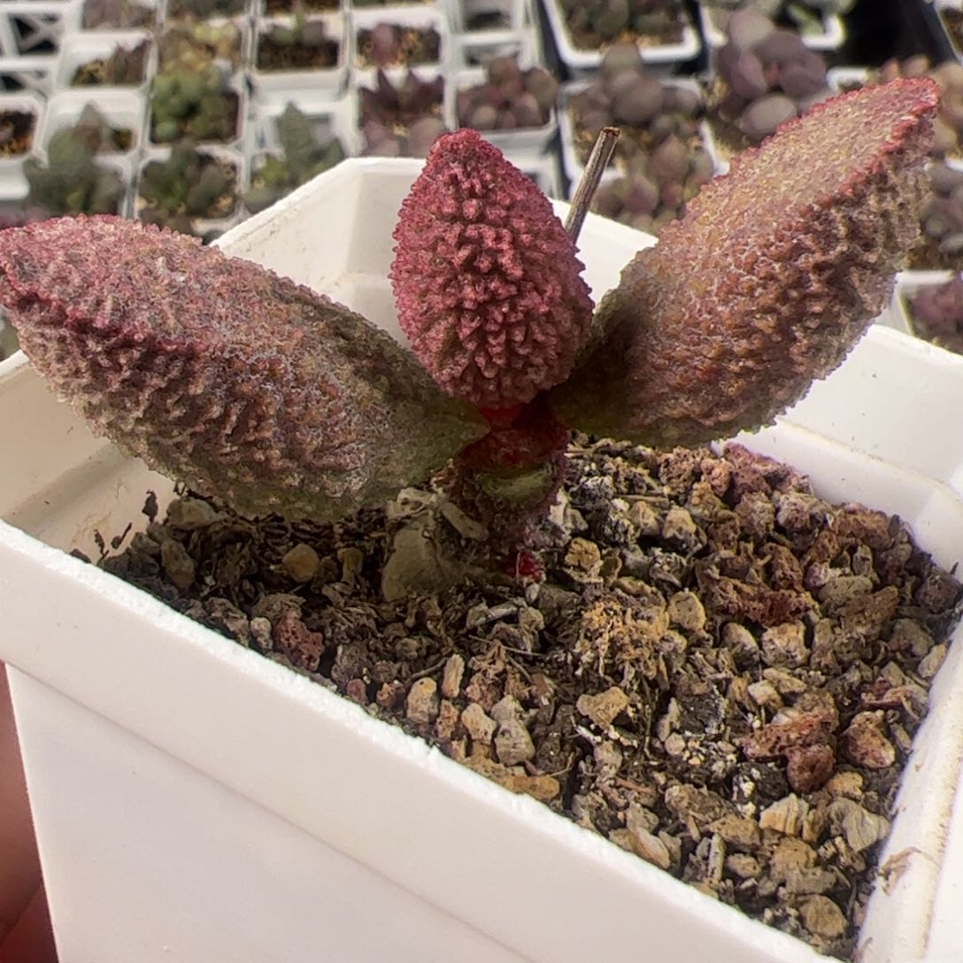 特价实生新品大型种单头桩多肉植物