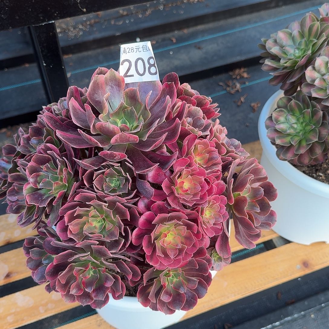 美杜莎法师多肉208